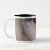 Grauwolf, Canis lupus, nah Zweifarbige Tasse (Links)