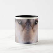 Grauwolf, Canis lupus, nah Zweifarbige Tasse (Mittel)