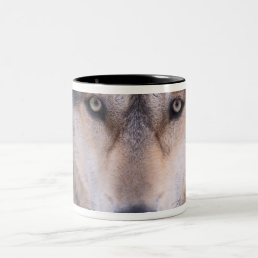 Grauwolf, Canis lupus, nah Zweifarbige Tasse (Mittel)