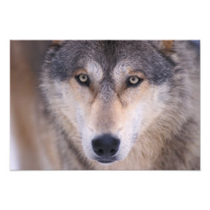 Grauwolf, Canis lupus, Nahaufnahme der Augen Fotodruck