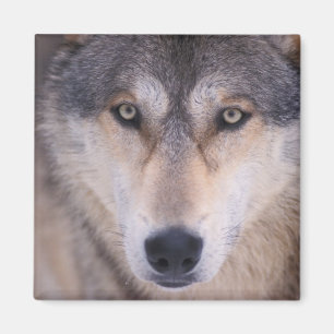 Grauwolf, Canis lupus, Nahaufnahme der Augen Magnet