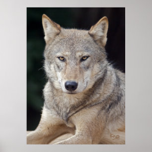 Grauwolf-Druck Poster