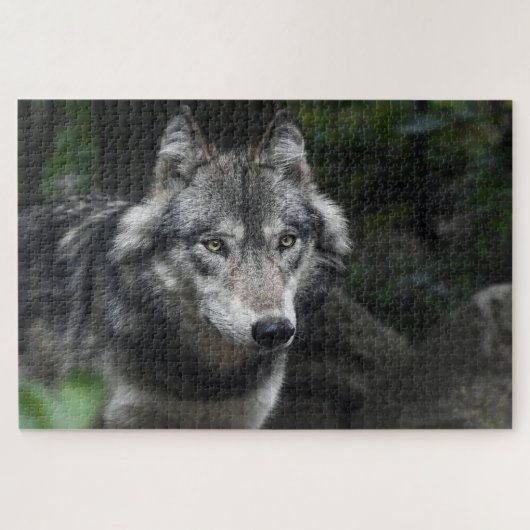Grauwolf in freier Wildbahn Puzzle (Horizontal)