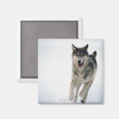 Grauwolf läuft magnet (Vorderseite/Rückseite)