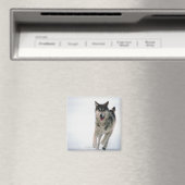 Grauwolf läuft magnet (In Situ (Geschirrspüler))