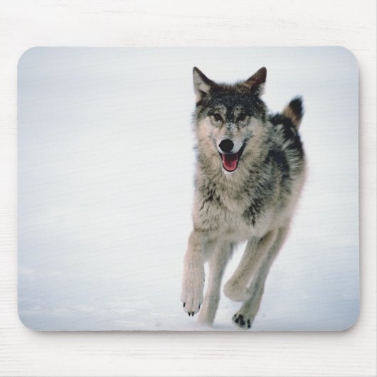 Grauwolf läuft mousepad (Vorne)
