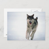 Grauwolf läuft postkarte (Vorne/Hinten)