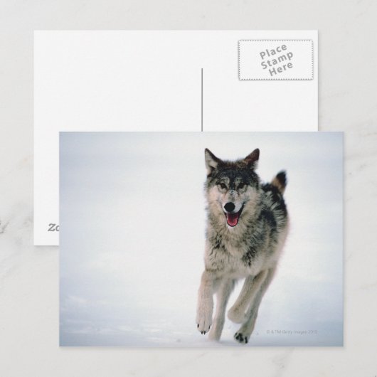 Grauwolf läuft postkarte (Vorne/Hinten)