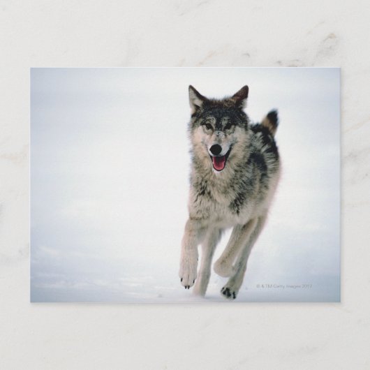 Grauwolf läuft postkarte (Vorderseite)