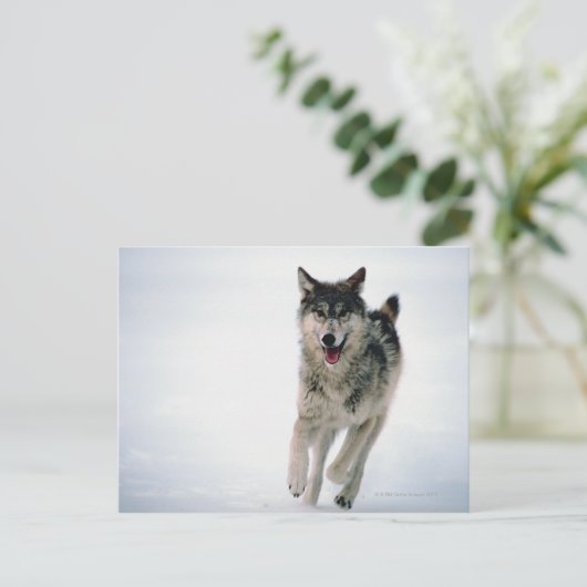 Grauwolf läuft postkarte (Stehend Vorderseite)