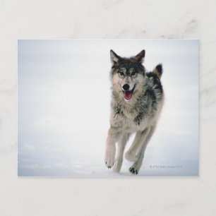 Grauwolf läuft postkarte
