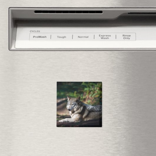 Grauwolf Magnet (In Situ (Geschirrspüler))