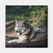 Grauwolf Magnet (Vorne)