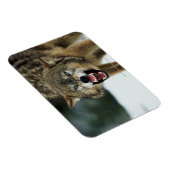 Grauwolf Magnet (Rechte Seite)