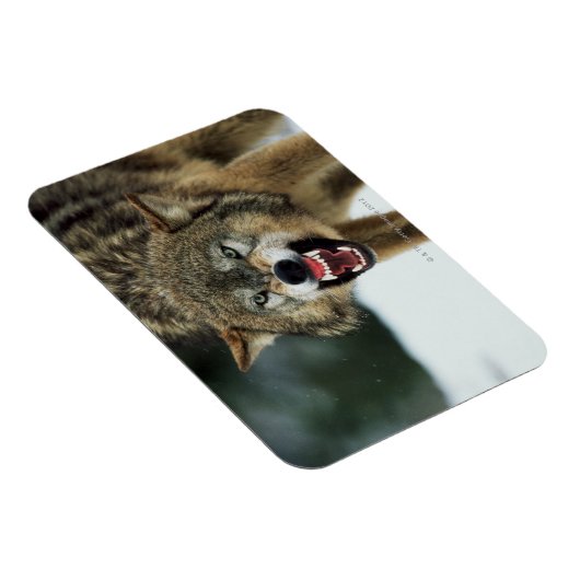 Grauwolf Magnet (Rechte Seite)