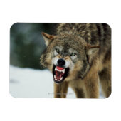 Grauwolf Magnet (Horizontal)