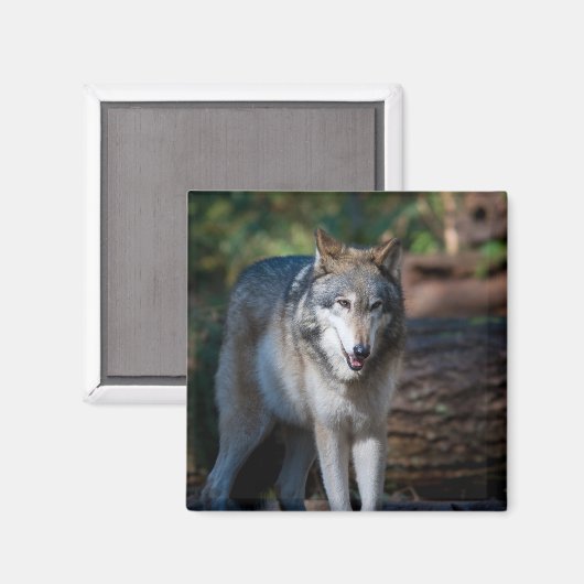 Grauwolf Magnet (Vorderseite/Rückseite)