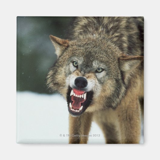 Grauwolf Magnet (Vorne)