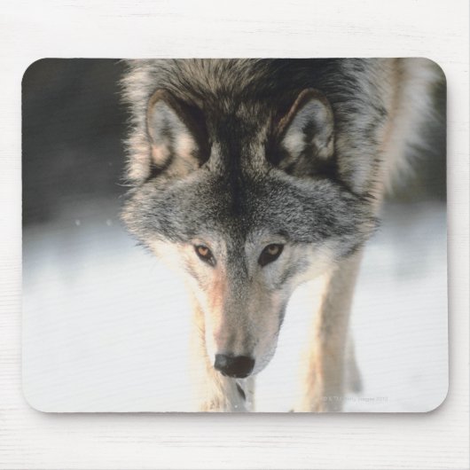 Grauwolf Mousepad (Vorne)