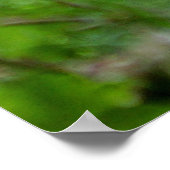 Grauwolf Poster (Ecke)