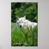 Grauwolf Poster (Vorne)