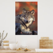 Grauwolf-Poster Poster (Küche)