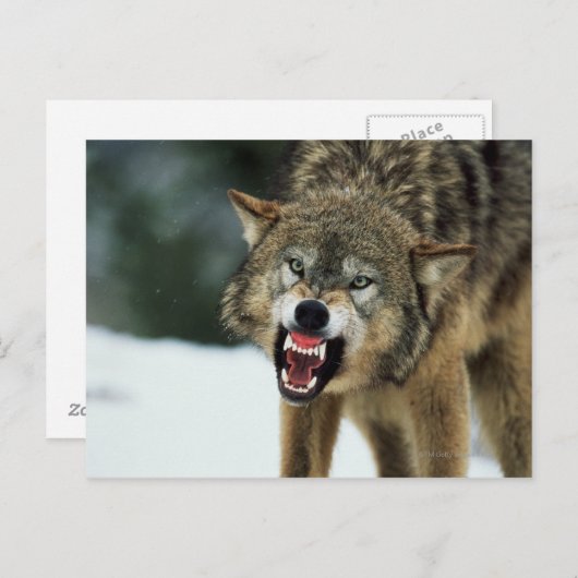 Grauwolf Postkarte (Vorne/Hinten)