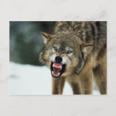 Grauwolf Postkarte (Vorderseite)
