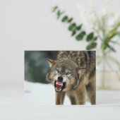 Grauwolf Postkarte (Stehend Vorderseite)