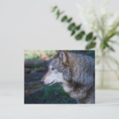 Grauwolf Postkarte (Stehend Vorderseite)