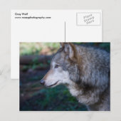 Grauwolf Postkarte (Vorne/Hinten)