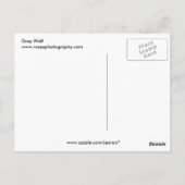 Grauwolf Postkarte (Rückseite)