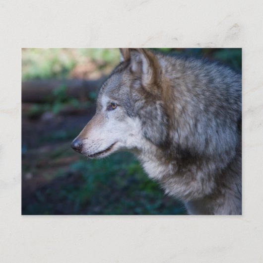 Grauwolf Postkarte (Vorderseite)