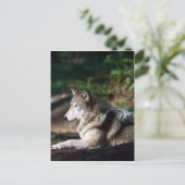 Grauwolf Postkarte (Stehend Vorderseite)