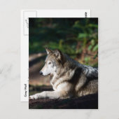 Grauwolf Postkarte (Vorne/Hinten)
