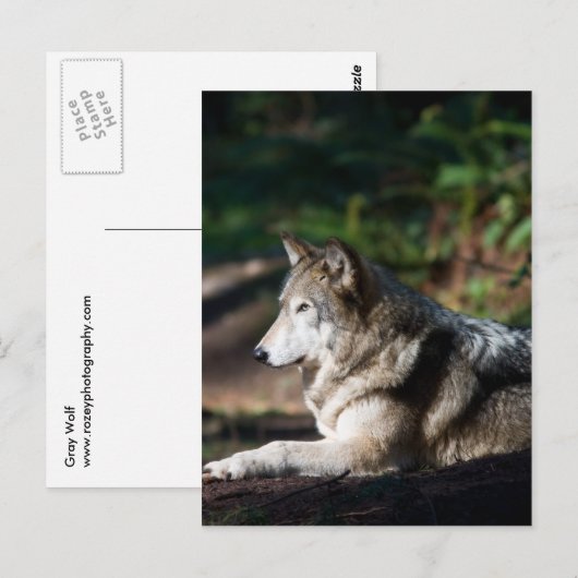 Grauwolf Postkarte (Vorne/Hinten)