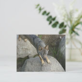 Grauwolf Postkarte (Stehend Vorderseite)