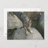 Grauwolf Postkarte (Vorne/Hinten)