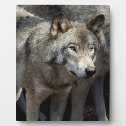 Grauwolf stehend fotoplatte (Vorderseite)