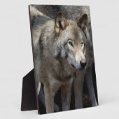 Grauwolf stehend fotoplatte (Seite)