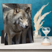 Grauwolf stehend fotoplatte (Seite)