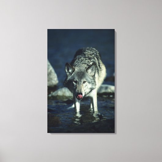 Grauwolf trinkt im Herbst Leinwanddruck (Vorderseite)