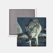Grauwolf trinkt im Herbst Magnet (Vorderseite/Rückseite)