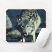 Grauwolf trinkt im Herbst Mousepad (Mit Mouse)