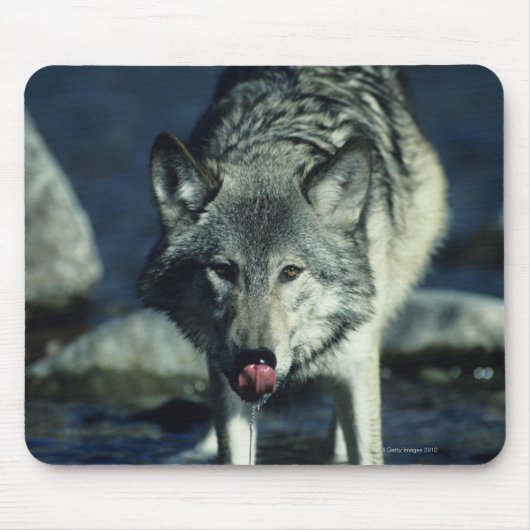 Grauwolf trinkt im Herbst Mousepad (Vorne)