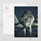 Grauwolf trinkt im Herbst Postkarte (Vorne/Hinten)