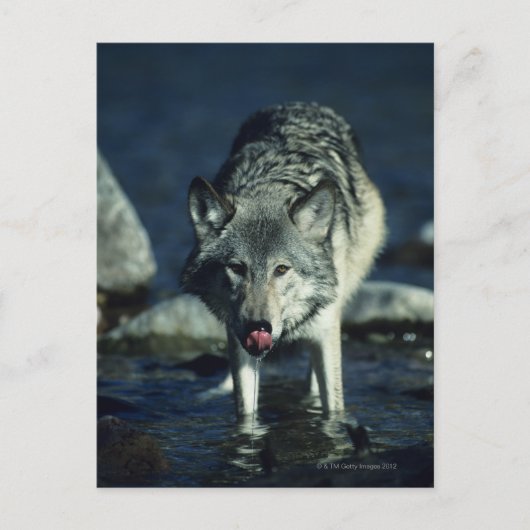 Grauwolf trinkt im Herbst Postkarte (Vorderseite)