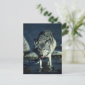Grauwolf trinkt im Herbst Postkarte (Stehend Vorderseite)