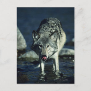 Grauwolf trinkt im Herbst Postkarte