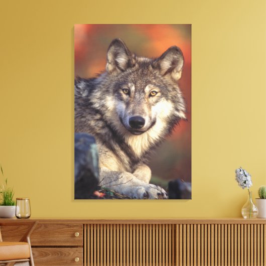 Grauwolf umarmt leinwanddruck (Insitu (Wohnzimmer))